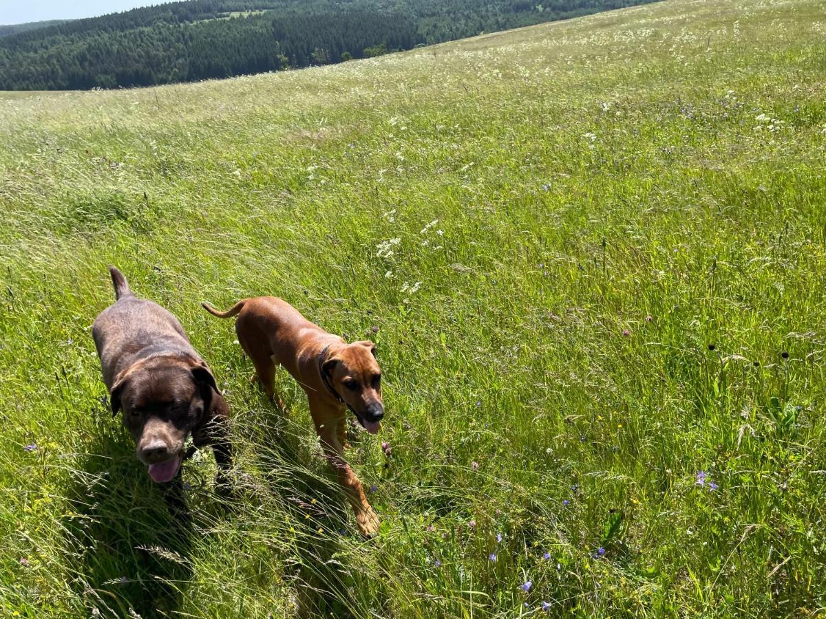 Penzion Koeniguv Mlyn Loučná pod Klínovcem Esterno foto